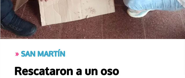 Rescataron a un oso hormiguero herido tras un siniestro vial